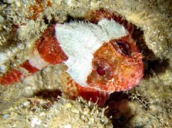 Juvenile scorpionfish...shot during night dive ~30' North... by Glenn Poulain 